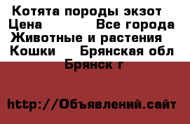 Котята породы экзот › Цена ­ 7 000 - Все города Животные и растения » Кошки   . Брянская обл.,Брянск г.